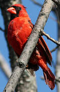 Northern Cardinal