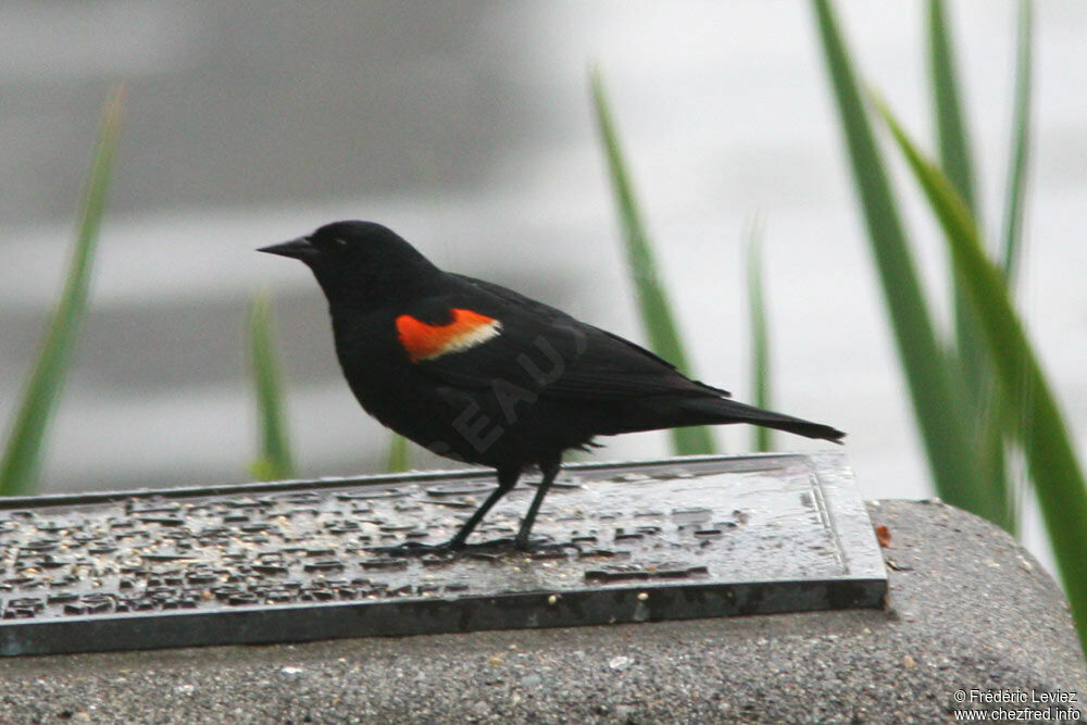 Red-winged Blackbird male adult, identification