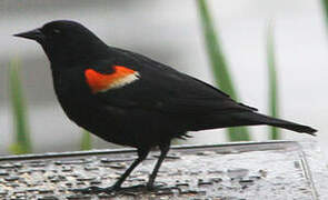 Red-winged Blackbird