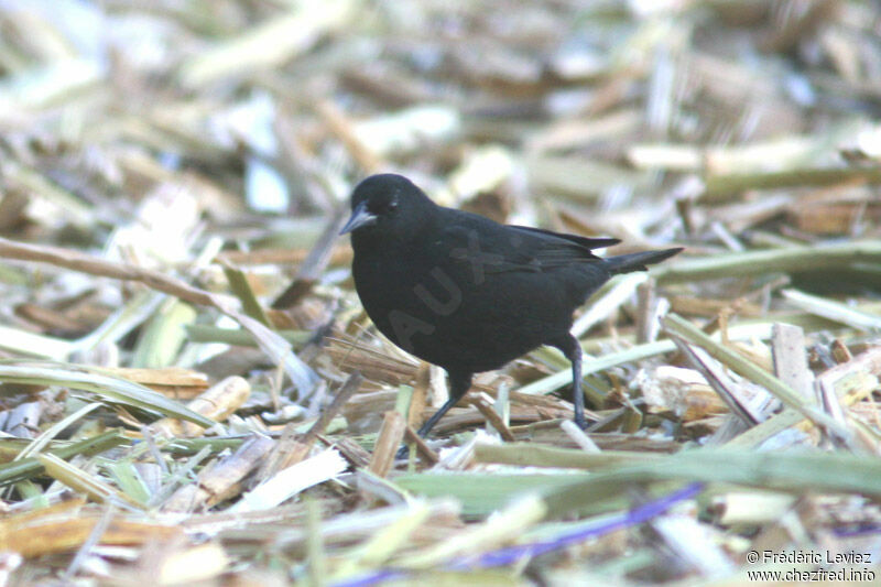 Yellow-winged Blackbirdadult