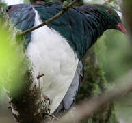 New Zealand Pigeon