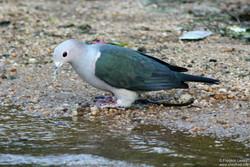 Green Imperial Pigeonadult, identification