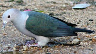 Green Imperial Pigeon