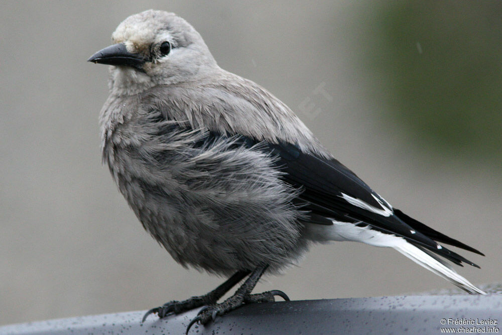 Cassenoix d'Amériqueadulte, identification