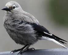 Clark's Nutcracker