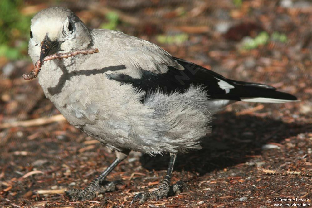 Clark's Nutcrackeradult, identification