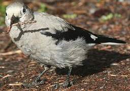 Clark's Nutcracker
