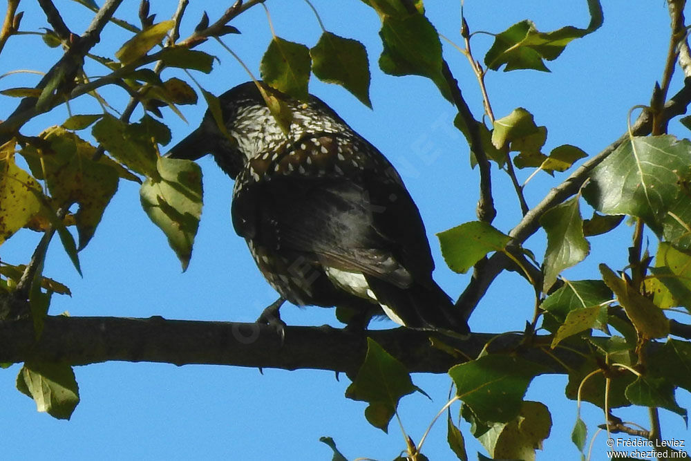 Spotted Nutcracker