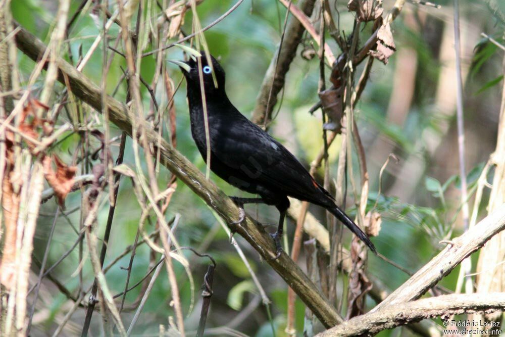 Scarlet-rumped Caciqueadult, identification