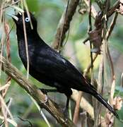 Scarlet-rumped Cacique