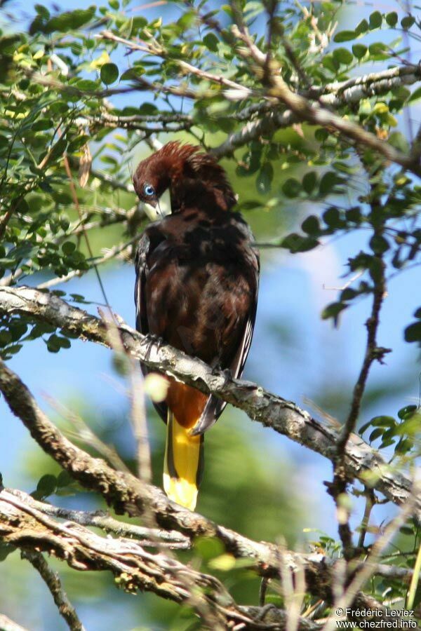 Chestnut-headed Oropendolaadult