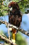 Chestnut-headed Oropendola