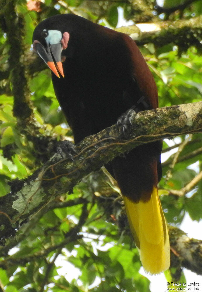 Montezuma Oropendolaadult, identification