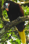 Montezuma Oropendola