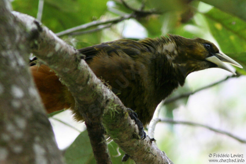 Dusky-green Oropendolaadult