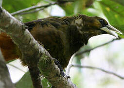 Dusky-green Oropendola