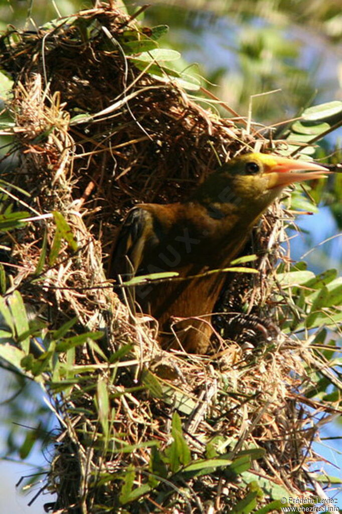 Russet-backed Oropendolaadult