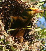 Russet-backed Oropendola