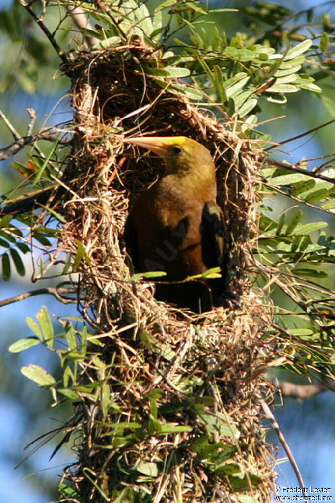 Russet-backed Oropendolaadult