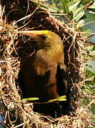 Russet-backed Oropendola