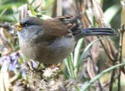 Band-tailed Seedeater