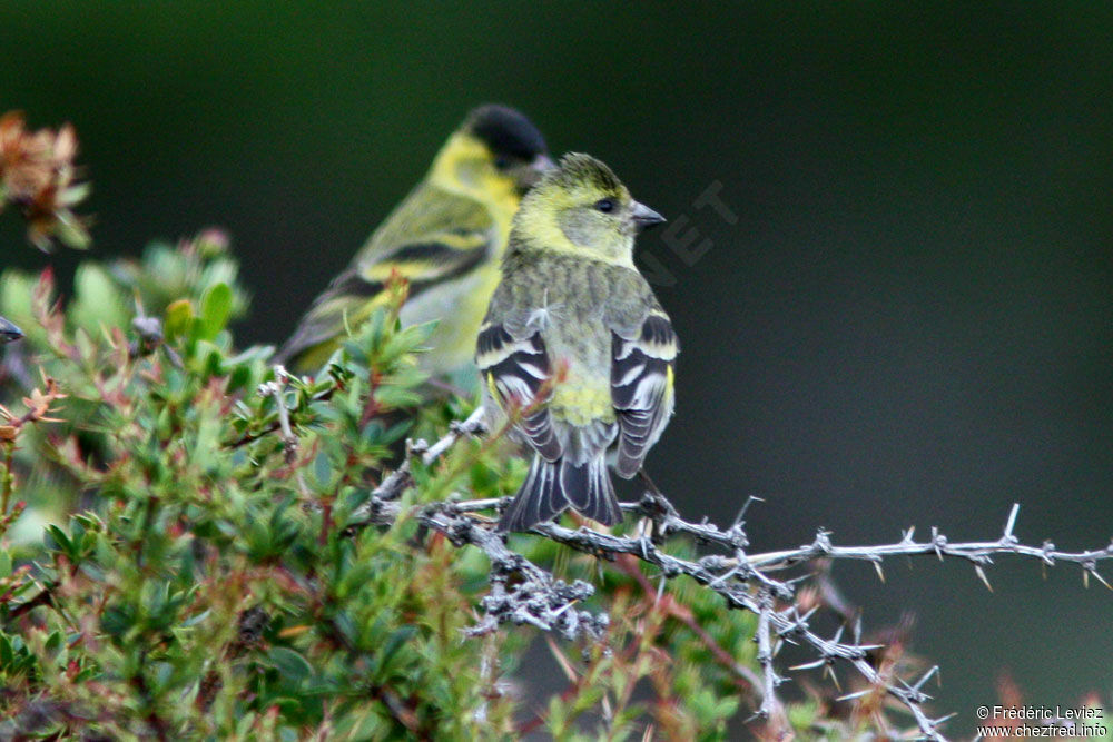 Black-chinned Siskin , identification