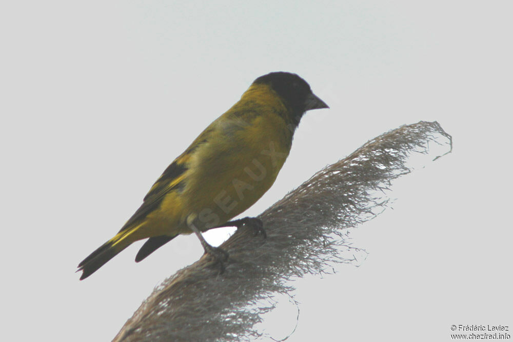 Hooded Siskin male adult