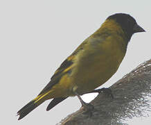 Hooded Siskin