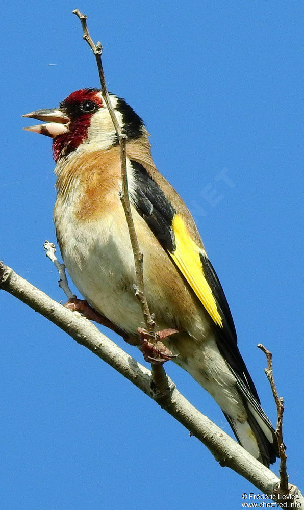 European Goldfinchadult, identification, close-up portrait