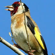 European Goldfinch