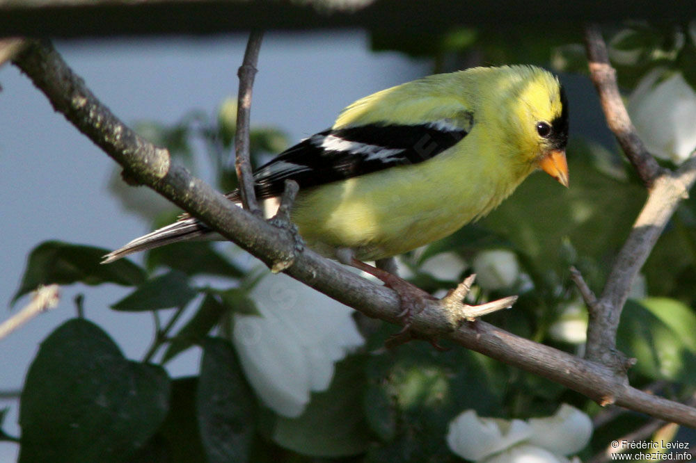 Chardonneret jaune mâle adulte, identification