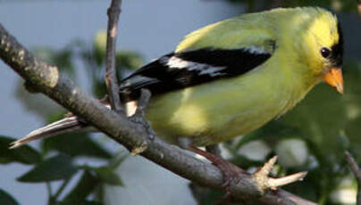 Chardonneret jaune