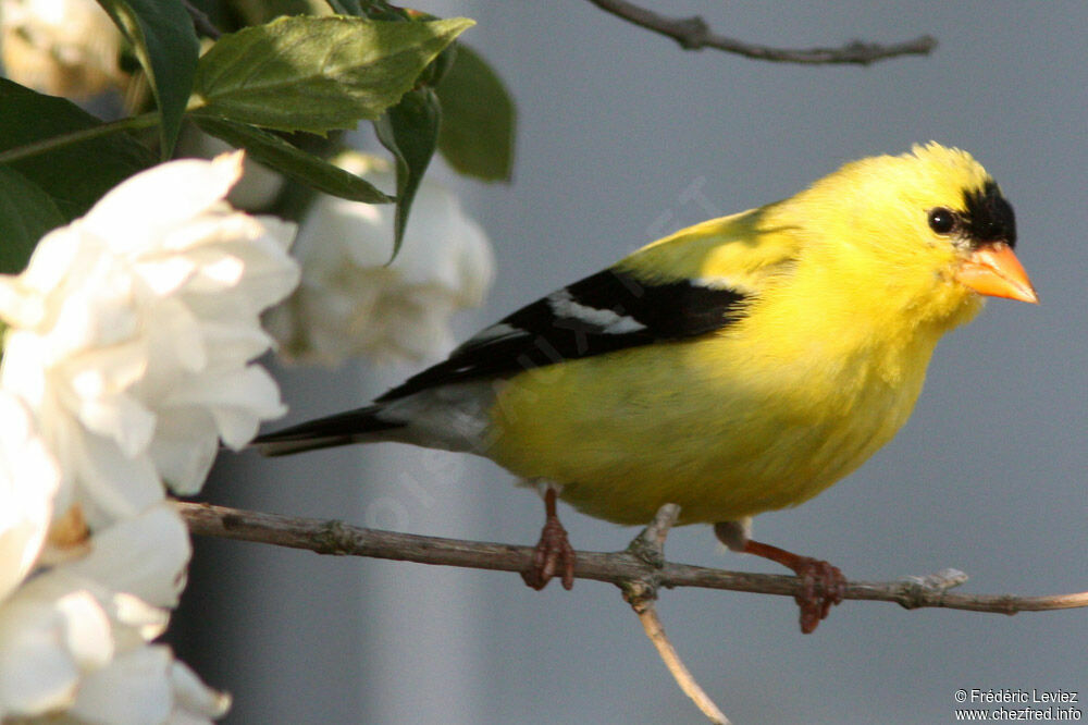 Chardonneret jaune mâle adulte, identification