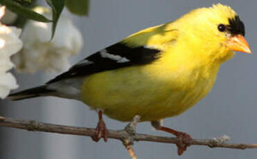 Chardonneret jaune