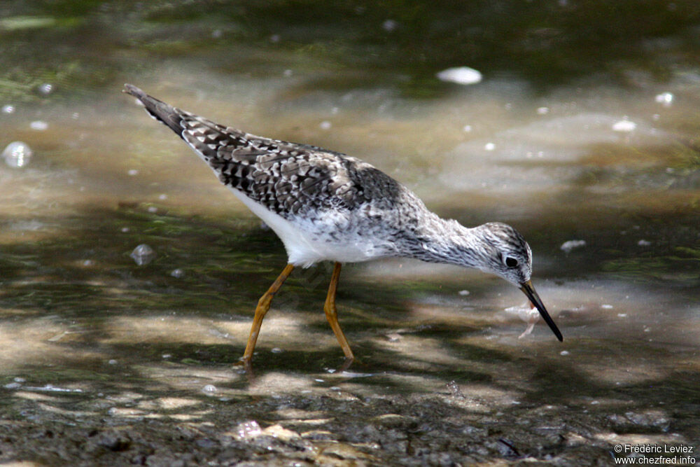 Lesser Yellowlegs, identification