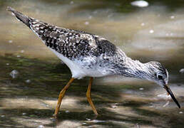 Lesser Yellowlegs