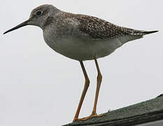 Lesser Yellowlegs