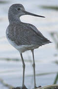 Common Greenshank