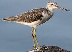 Common Greenshank