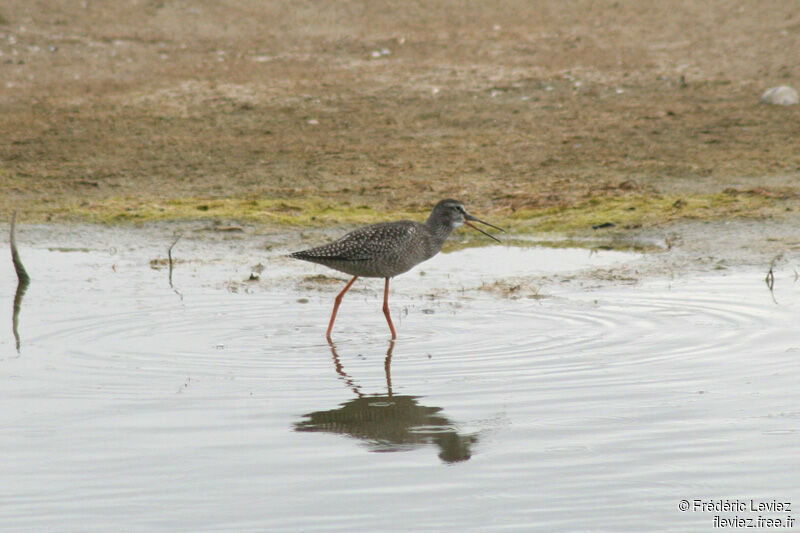 Spotted Redshankjuvenile