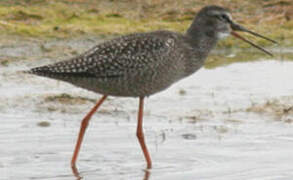 Spotted Redshank