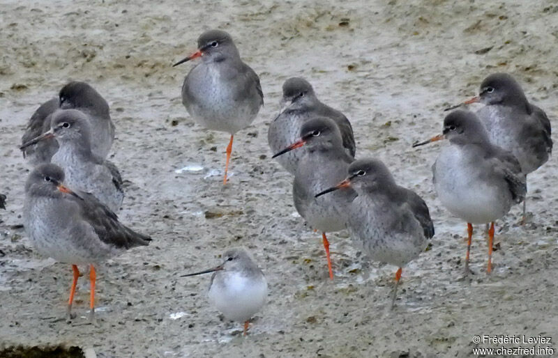 Terek Sandpiper