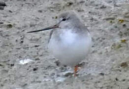 Terek Sandpiper