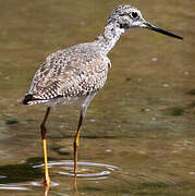 Greater Yellowlegs