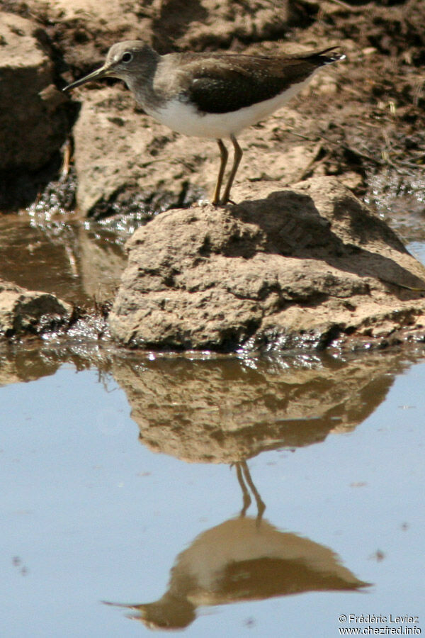 Green Sandpiperadult post breeding