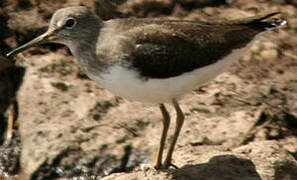 Green Sandpiper