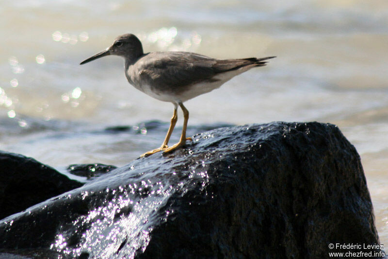 Wandering Tattleradult