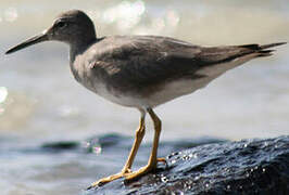 Wandering Tattler