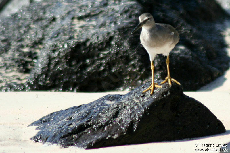 Wandering Tattleradult