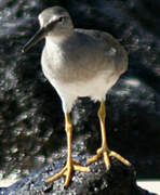 Wandering Tattler